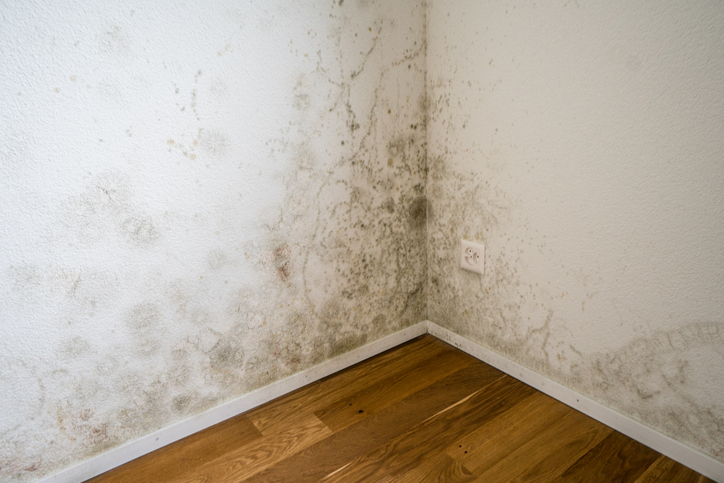 toxic mold and mildew problem